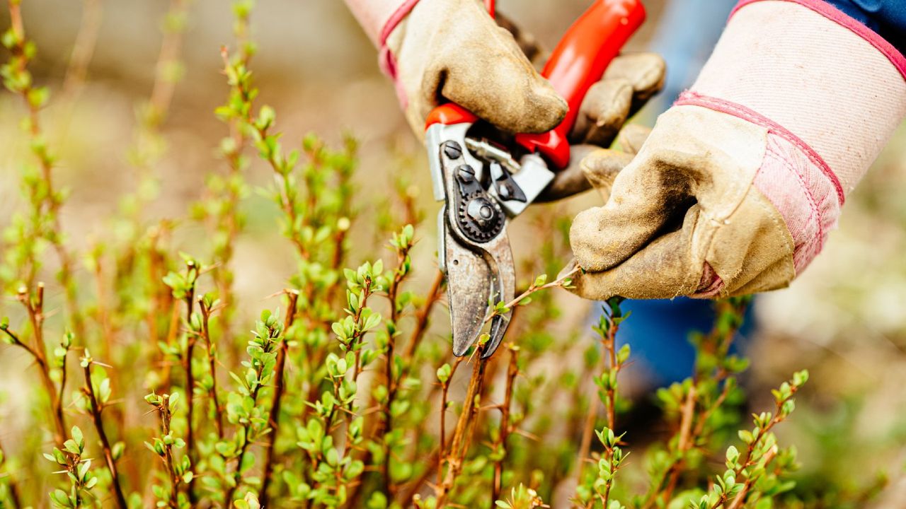 Gloved hands pruning a berberis shrub