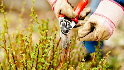 Gloved hands pruning a berberis shrub