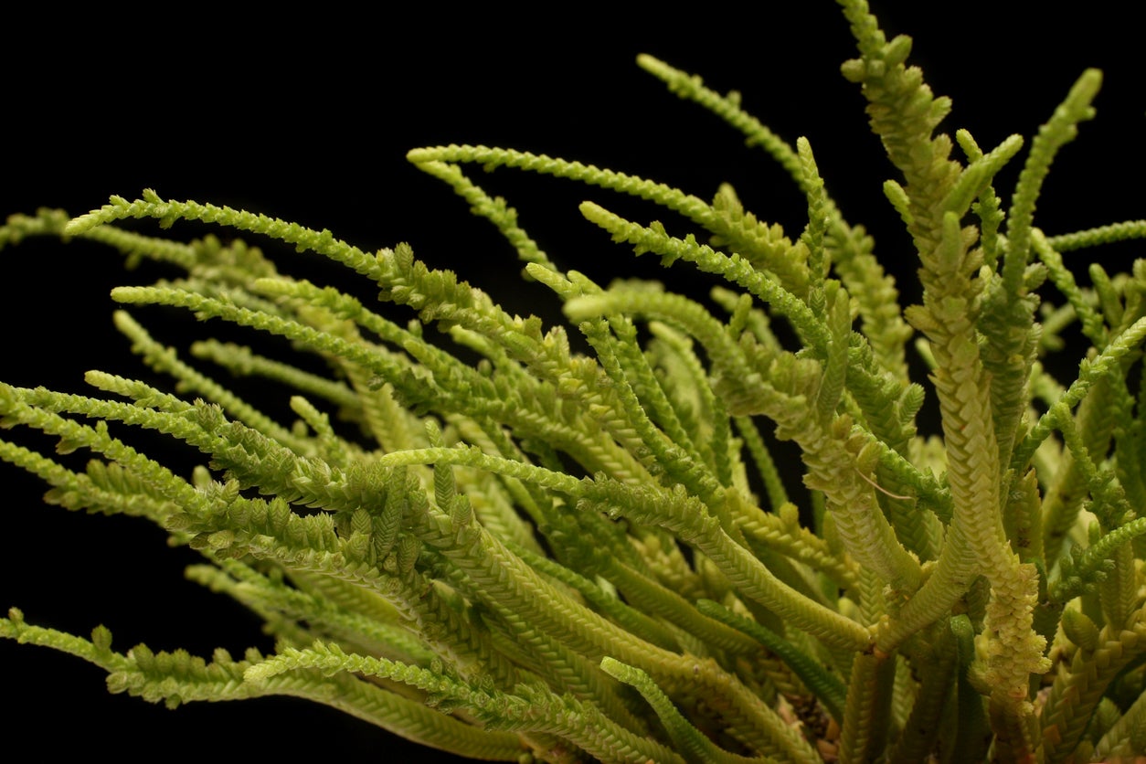 Crassula lycopodioides “Watch Chain” – Altman Plants