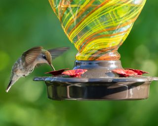 Close-up of hummingbird feeding hummingbird feeder