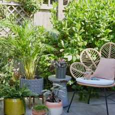 Garden chair surrounded by potted plants showing Chelsea Flower Show tip