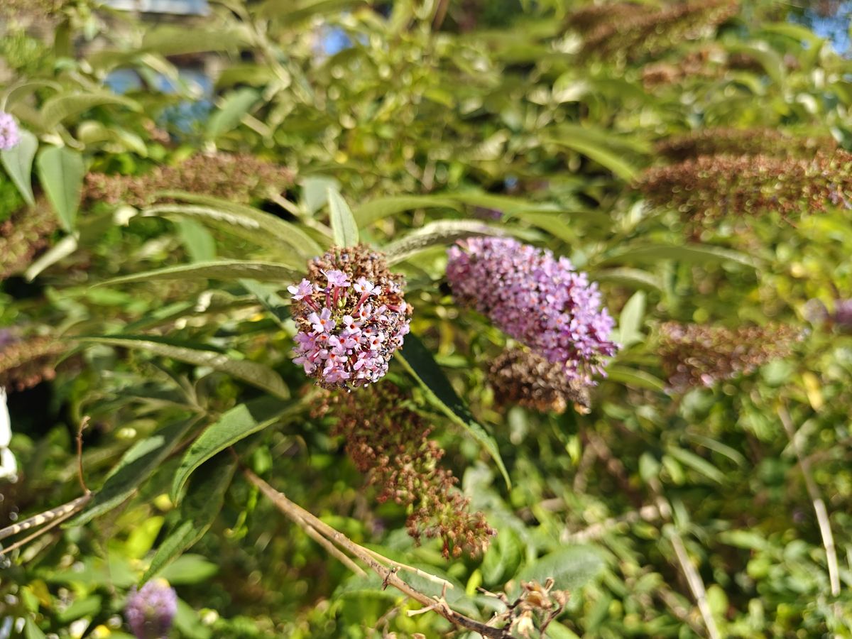 Ett fotoexempel taget med OnePlus Nord 5.