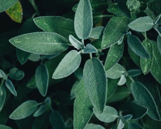 close up of sage plant leaves
