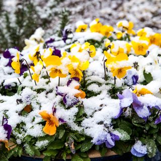 Close up of flowers blooming in winter