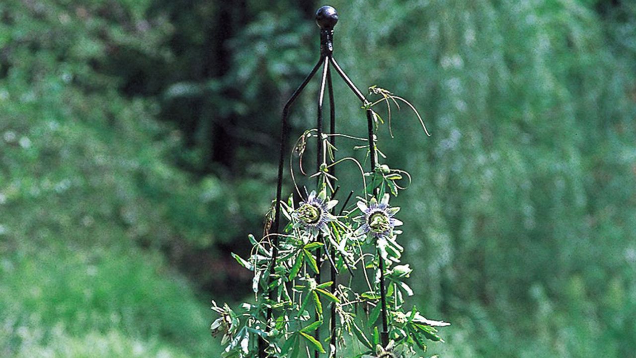 Garden obelisk from Crocus