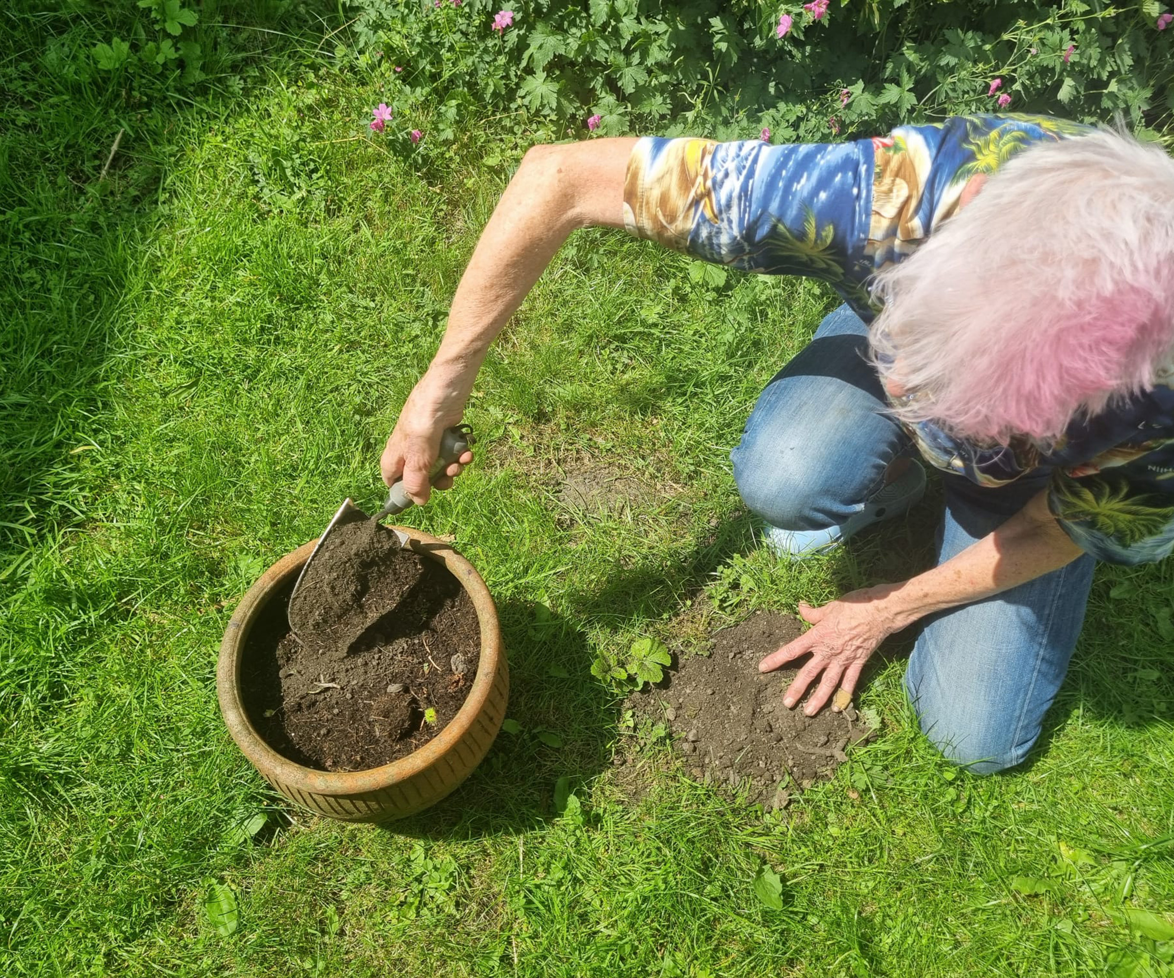Woman using a small trowel to capture the soil created by mole hills on a lawn and moving it to a pot