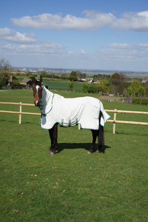 Sophie Jenman's Geronimo chilling in the field