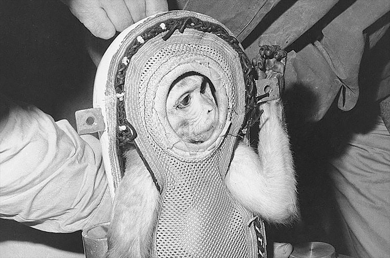 Miss Sam, a rhesus monkey, is seen in her with fiberglass couch for launch on a Mercury spacecraft.