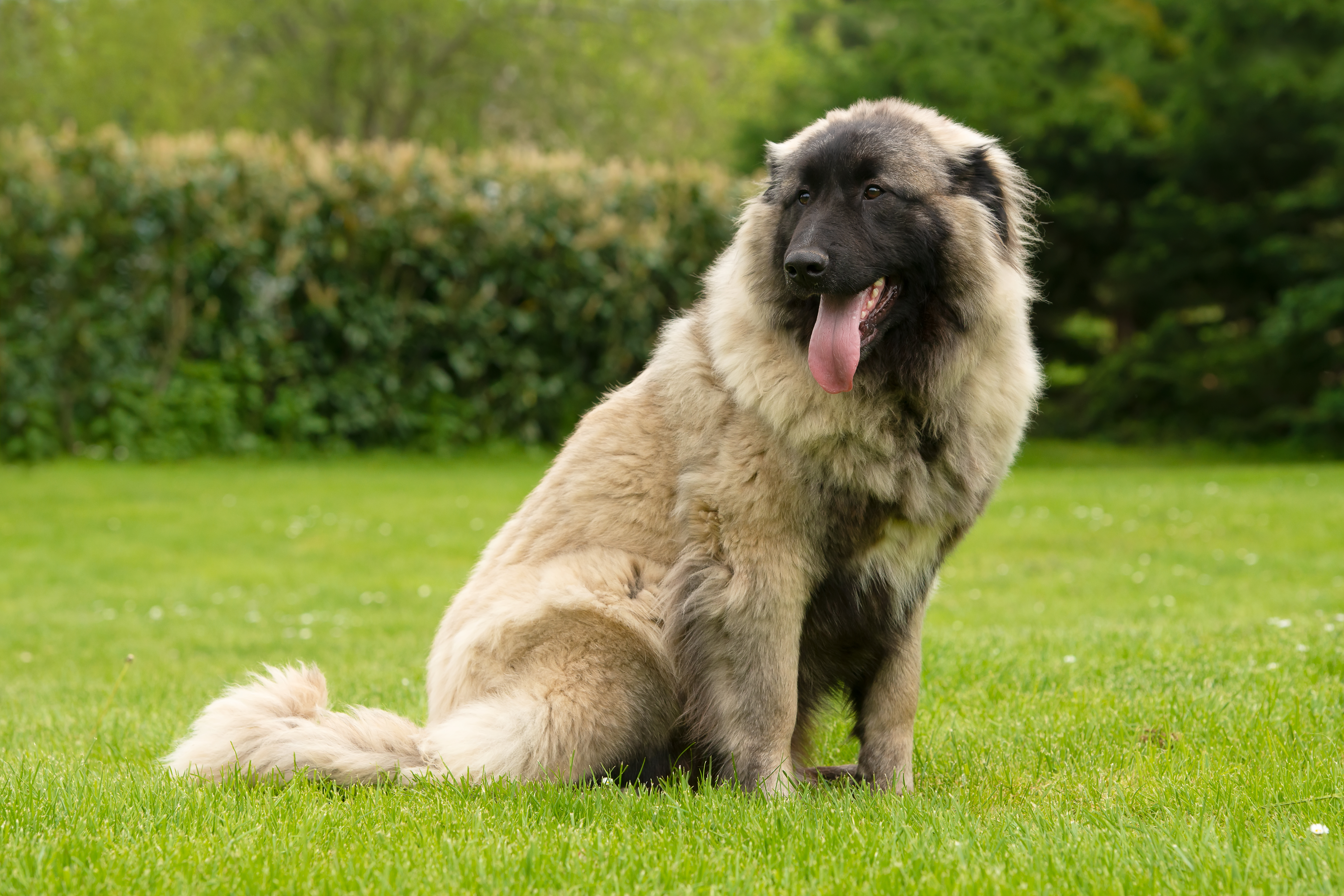 Estrella Mountain Dog sitting in grassy garden