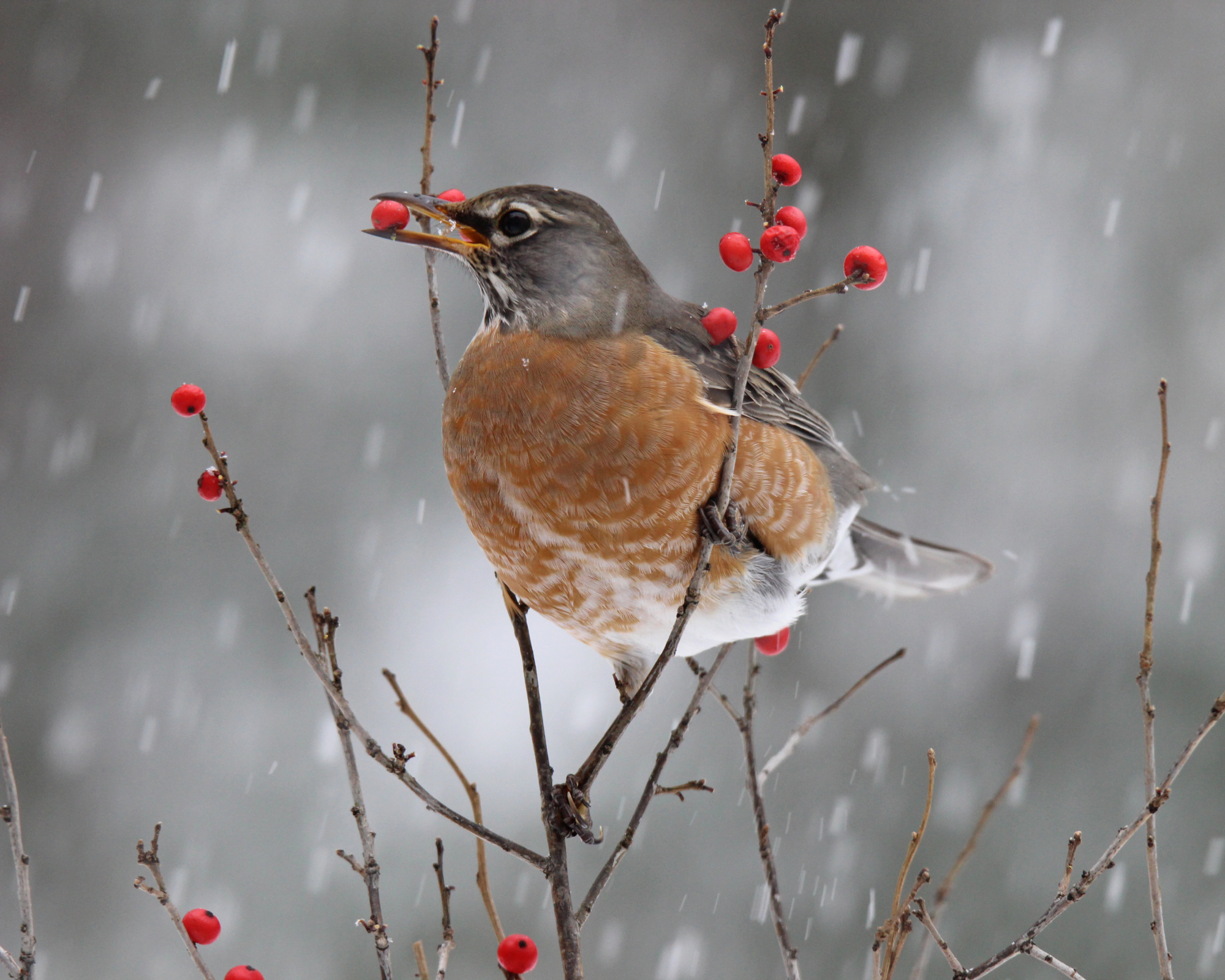 An american robin (Turdus migratorius) eating berries in a winter snowstorm.