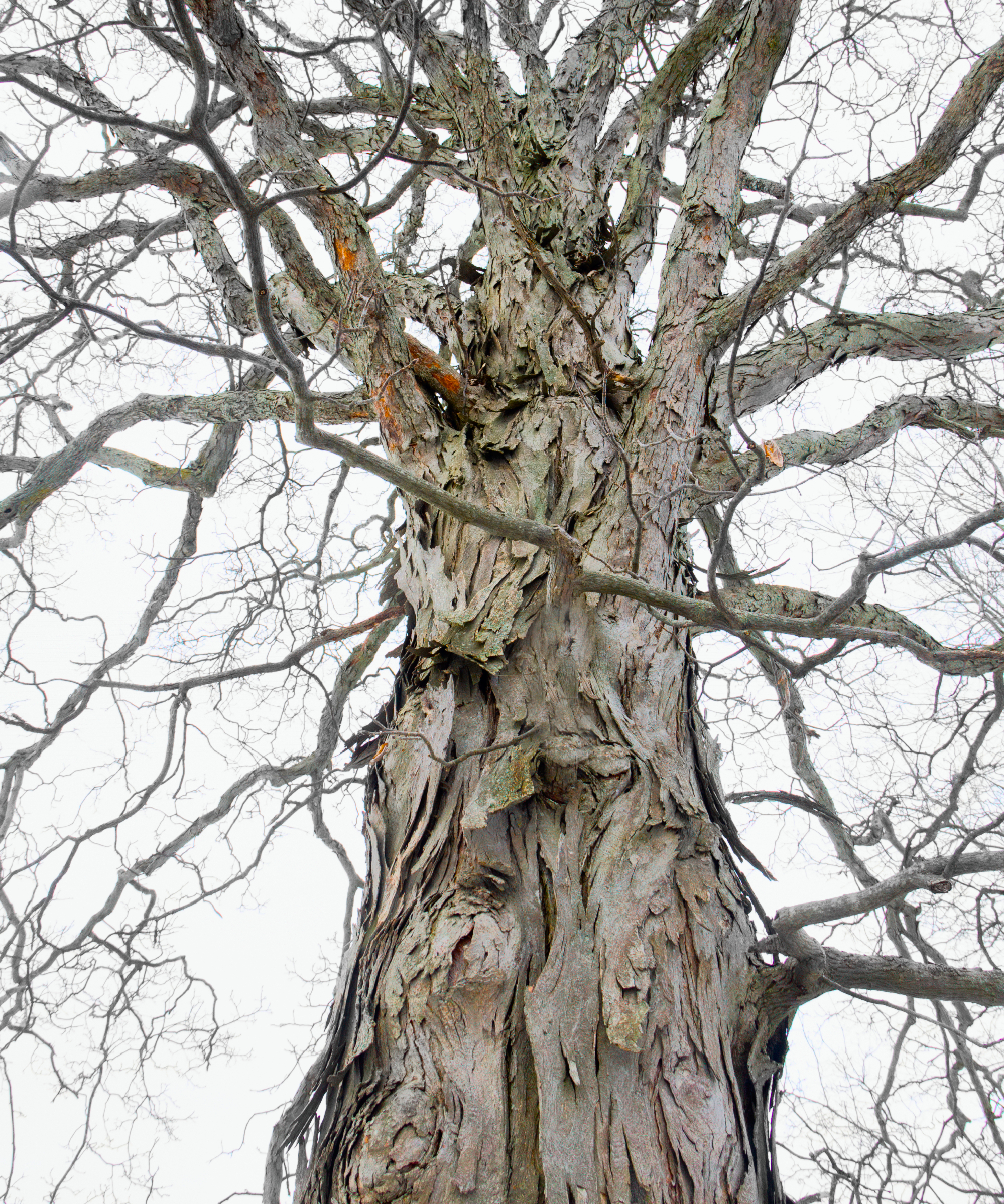 shagbark hickory in winter