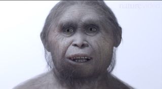 A reconstruction of <i>Homo floresiensis</i> by Atelier Elisabeth Daynes.
