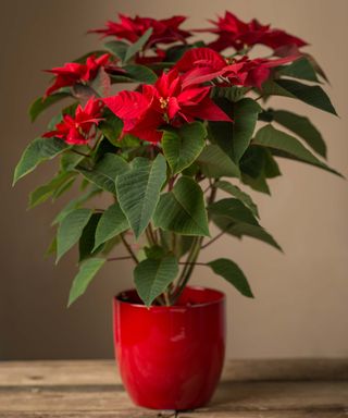 poinsettia in red pot