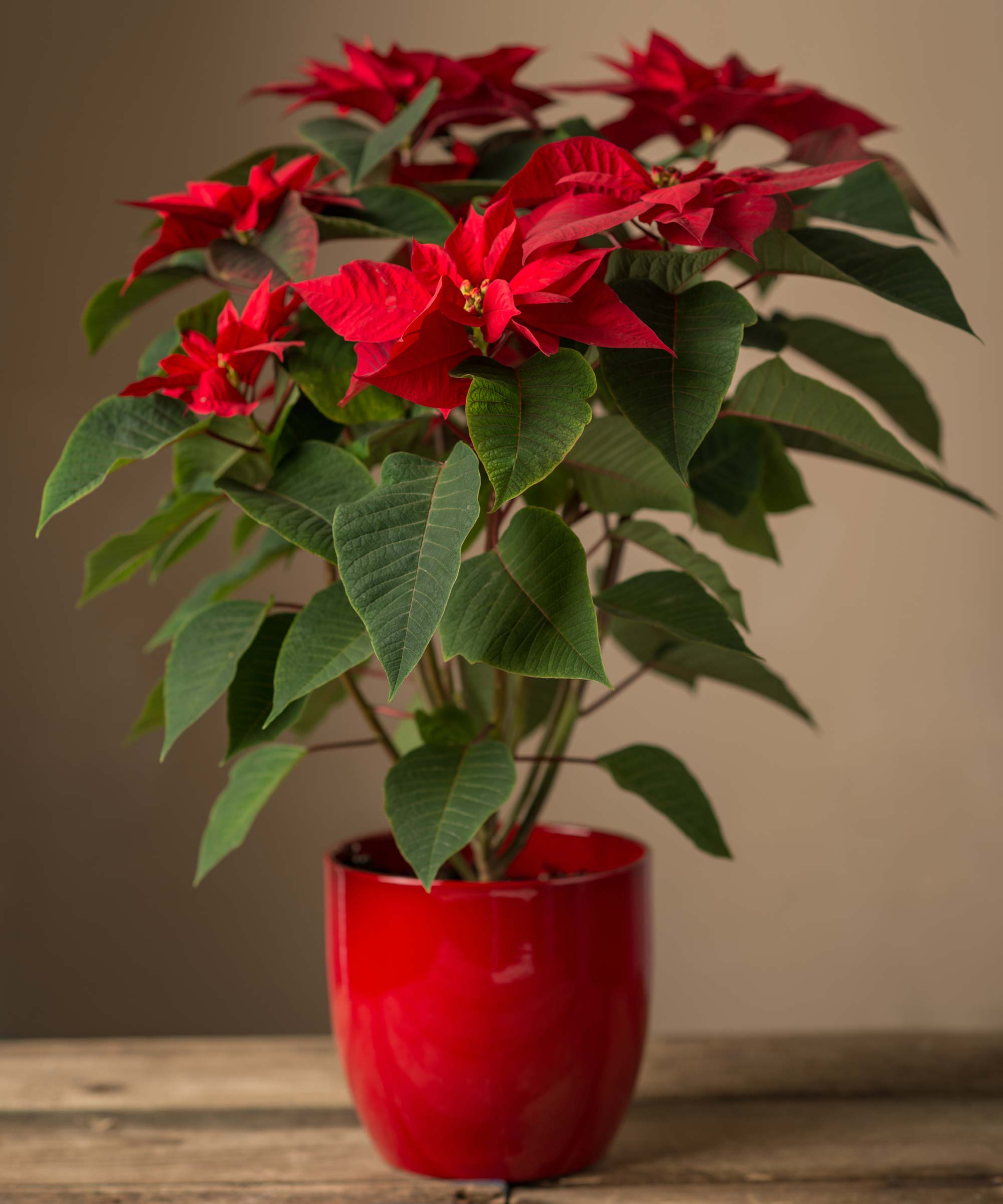 Expert warns against a common poinsettia mistake | Gardeningetc