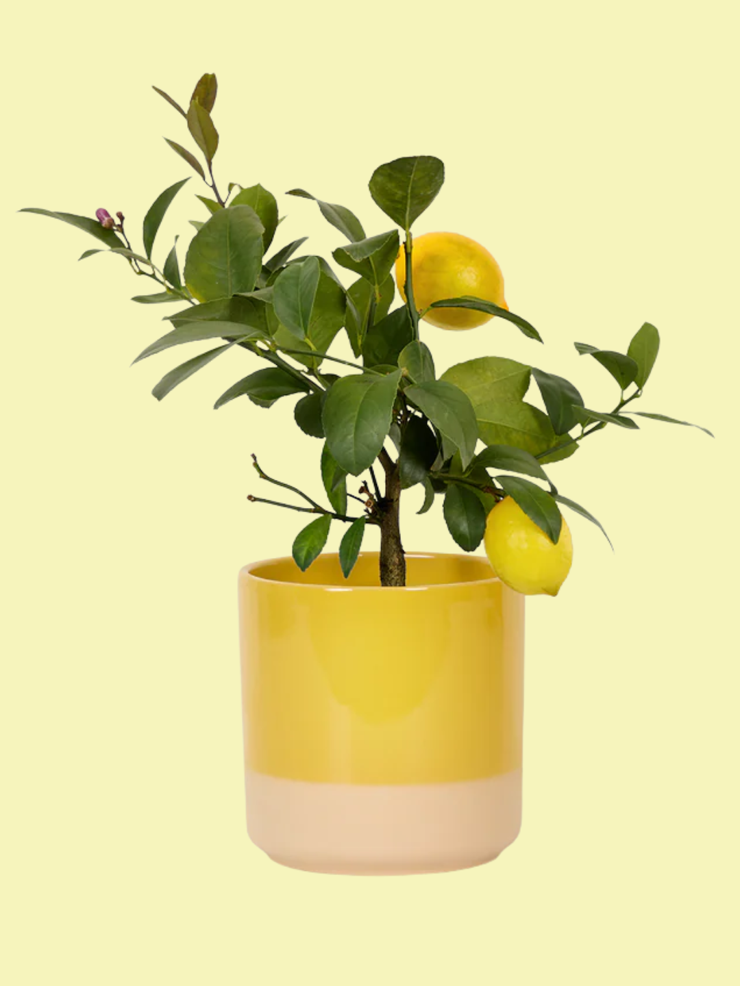 A lemon tree in a dipped ceramic planter