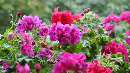 Pink and red geraniums