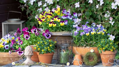 spring pansies in pots