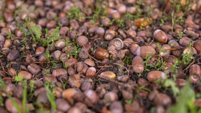 A mast year for acorns increases the likelihood of horses ingesting acorns, which could lead to wonder: are acorns poisonous to horses?