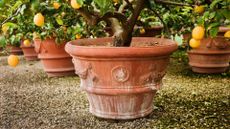 Lemon trees in large terracotta planters