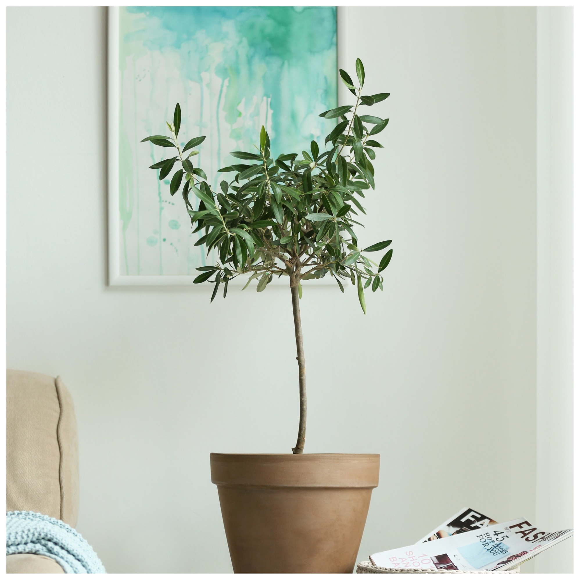 A live olive tree in a grower container from Walmart