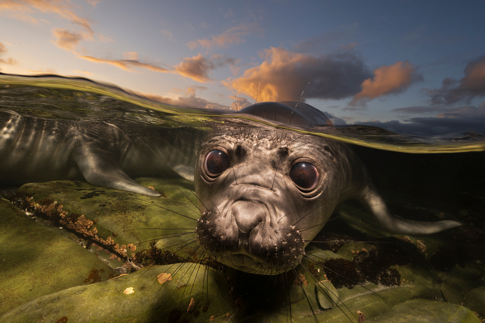 An elephant seal peers underwater at the viewer, its whiskered face enlarged beneath a rippling waterline and dramatic sunset clouds