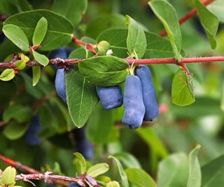 Honeyberries hanging on the plant