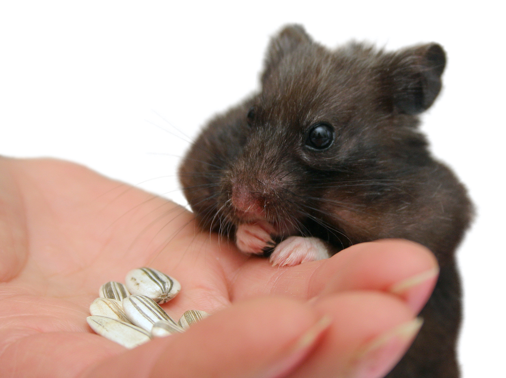 Hamster eating