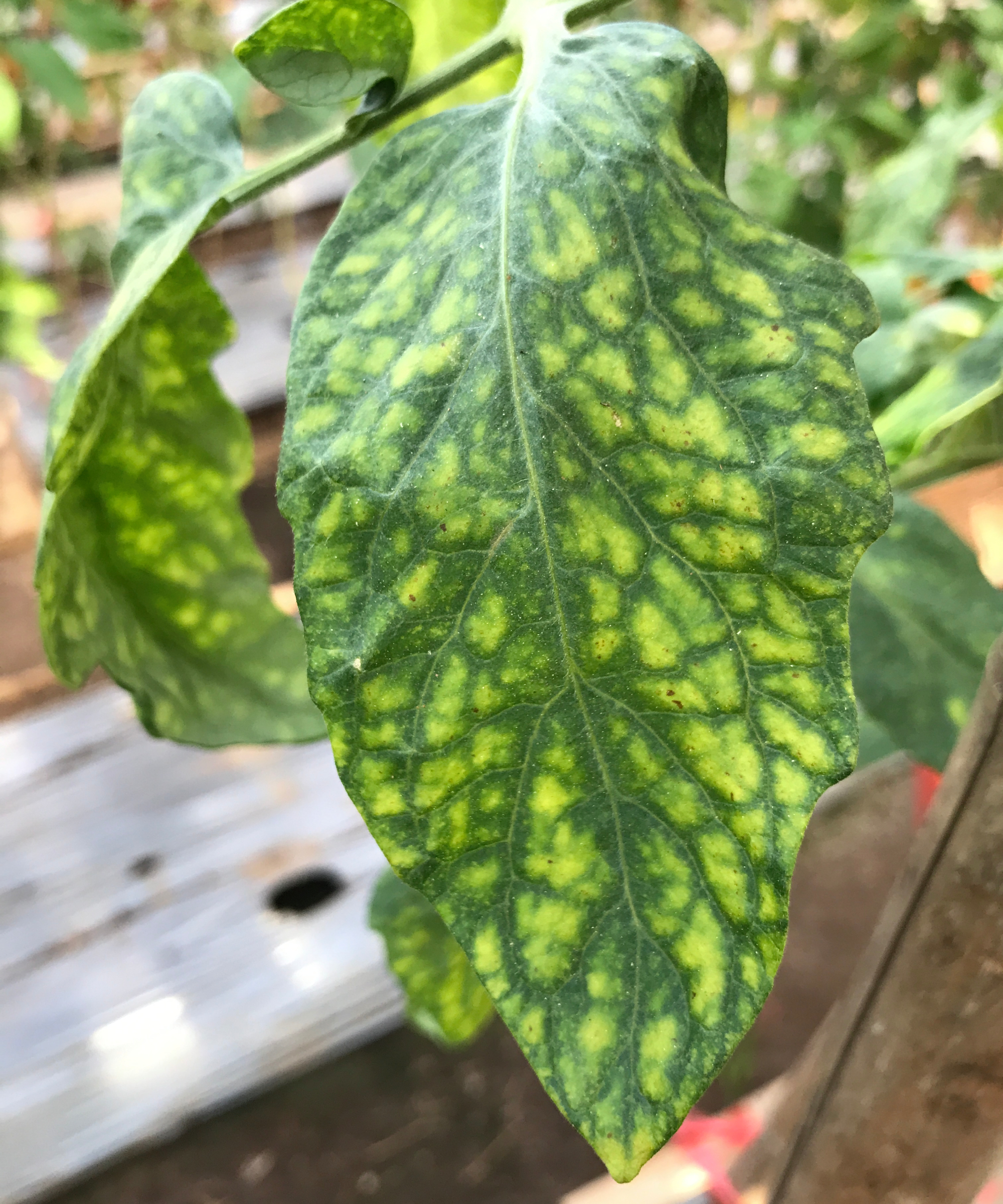 tomato leaf with tobacco mosaic virus