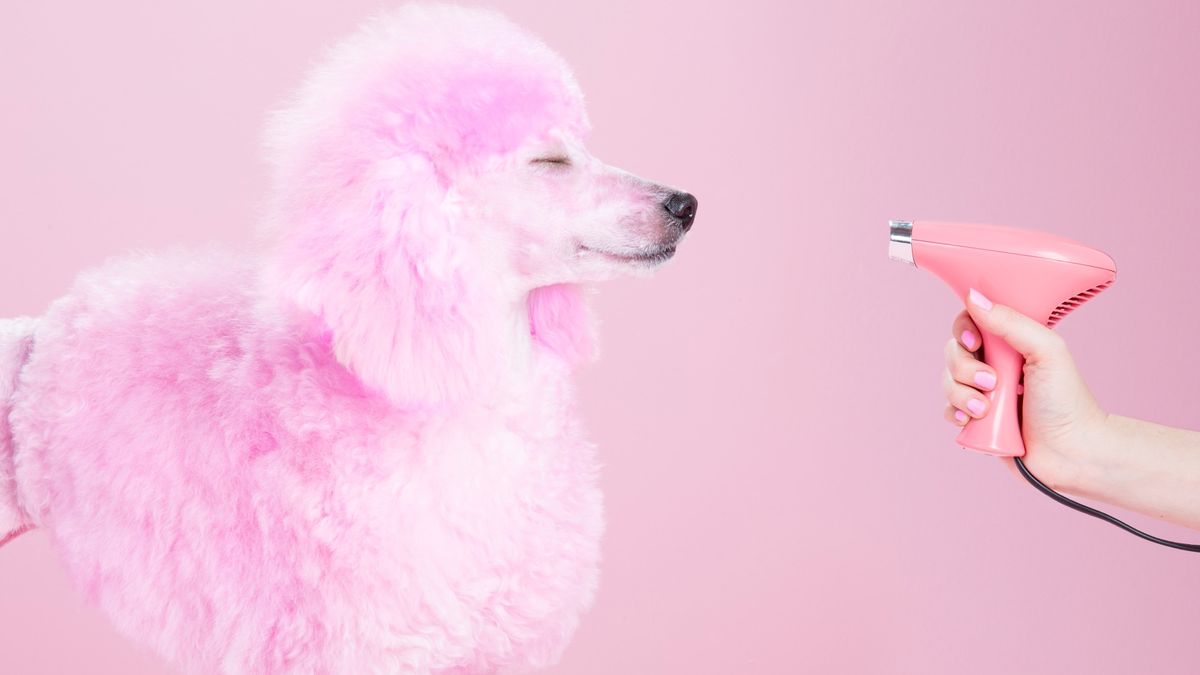 When will hairdressers open again? Important dates for your beauty