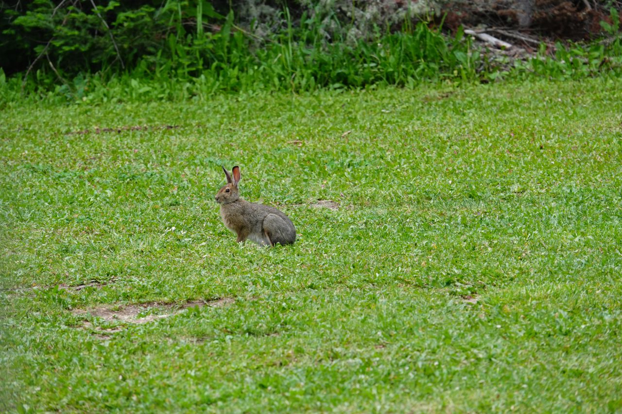 Sample photos taken with the Sony RX10 V of wildlife
