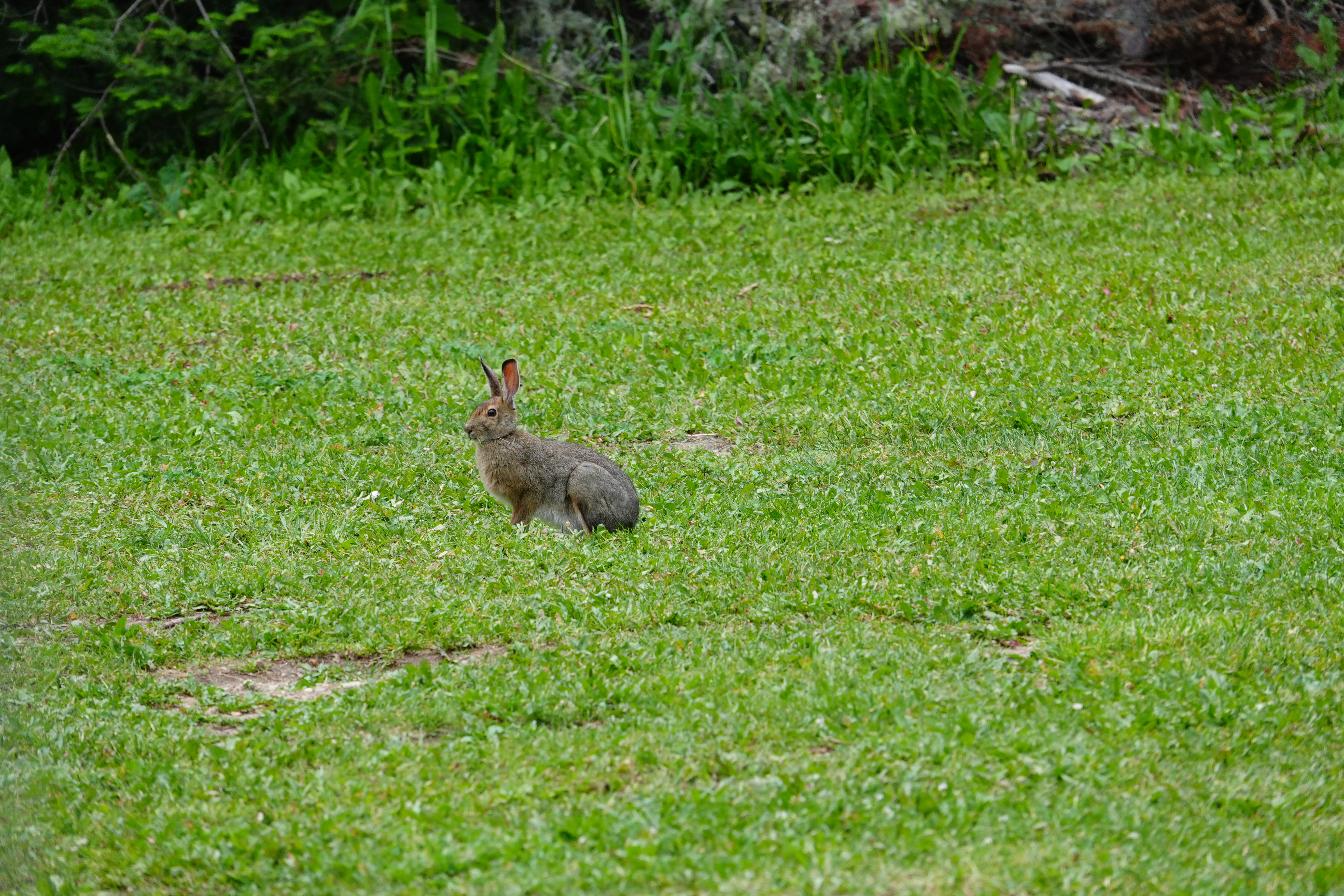 Sample photos taken with the Sony RX10 V of wildlife