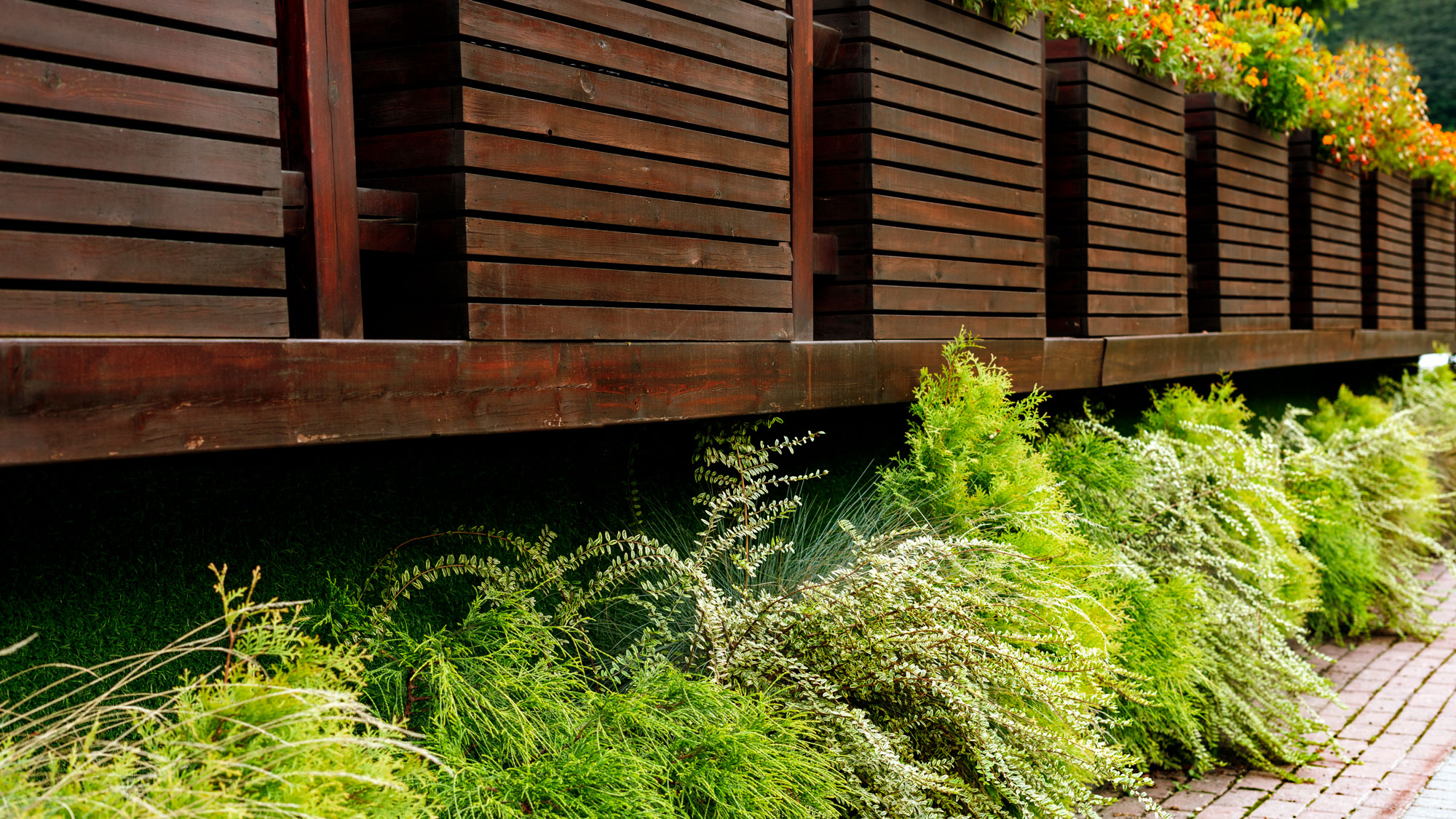 green plants growing under a deck in garden