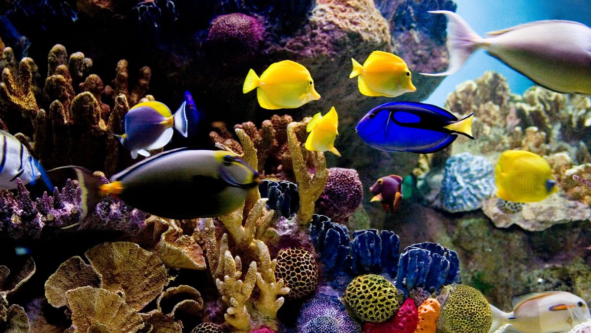 Saltwater aquarium scene