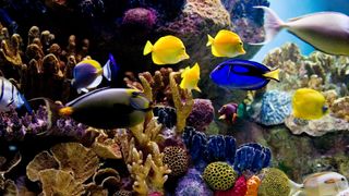 Saltwater aquarium scene