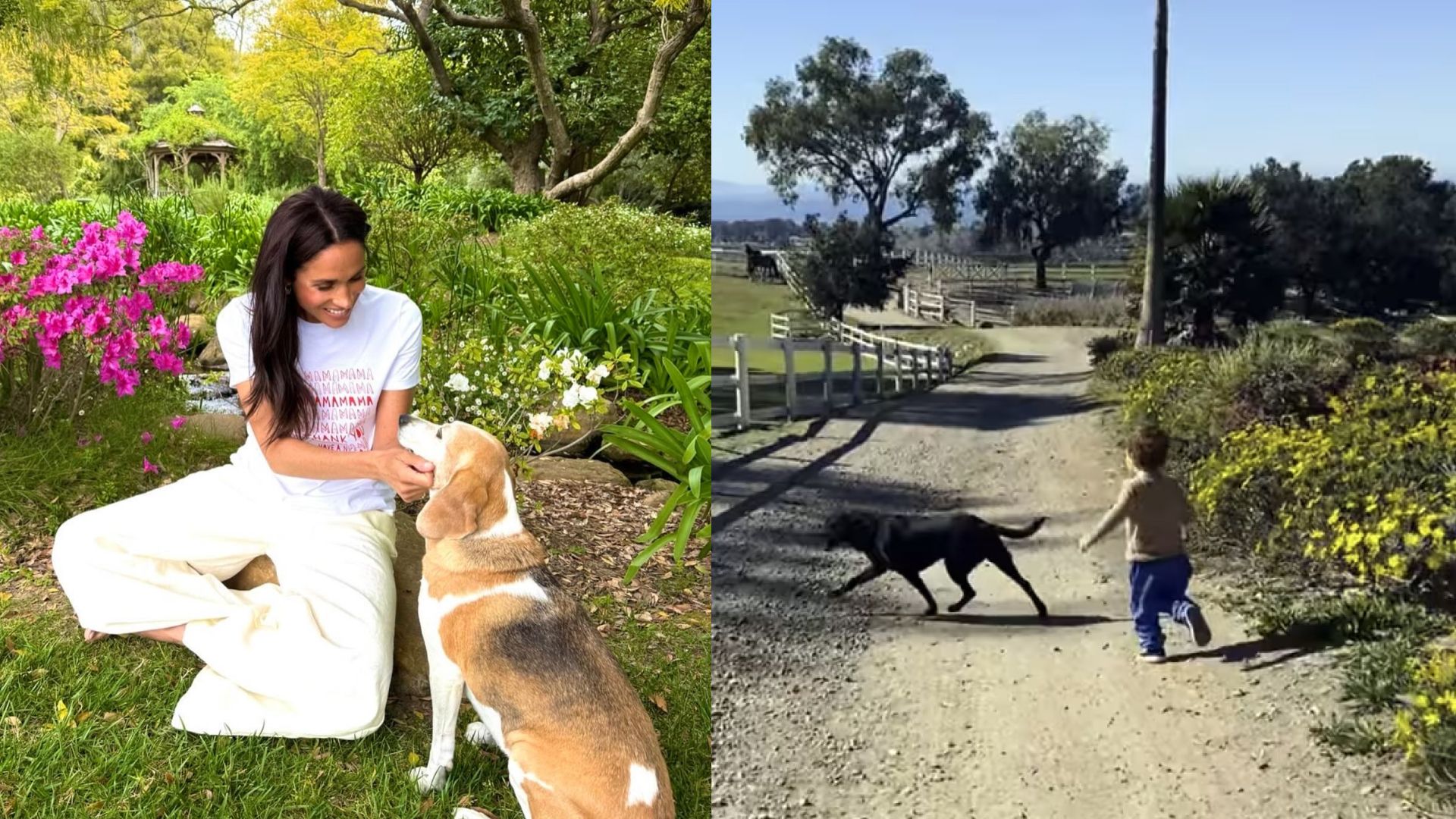 Meghan Markle’s Dogs Pula And Mia Moving To Uk With Family