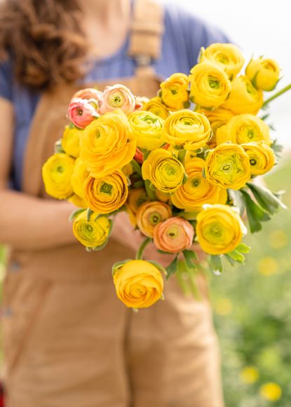 How To Grow Ranunculus | Homes & Gardens