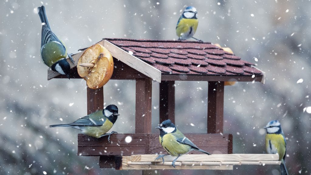 Feeding birds in winter | Tom's Guide