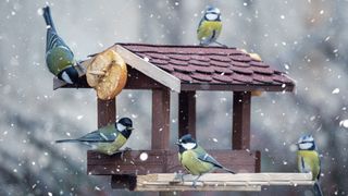 Birds perched on a bird feeding house in winter