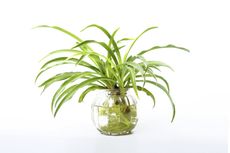 Spider Plant Growing In Glass Of Water