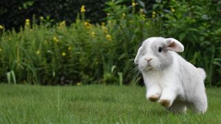 Grey and white rabbit running over the field