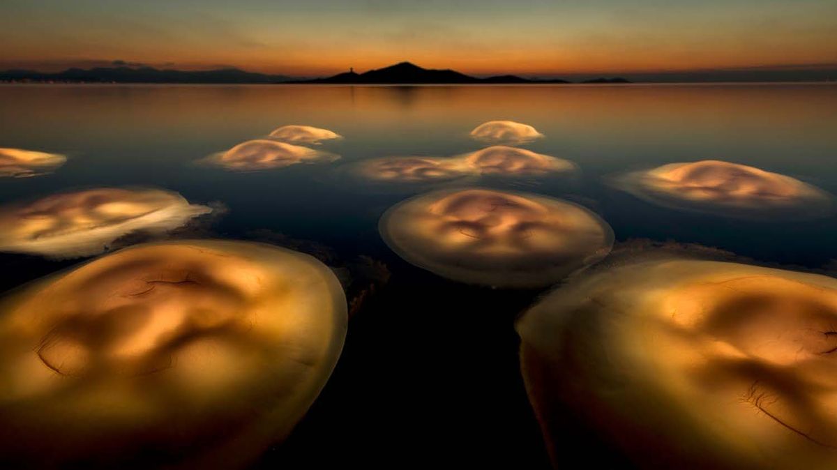 Surreal jellyfish shot wins European Wildlife Photographer of the Year 2021