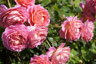 A bush of blooming pink English roses