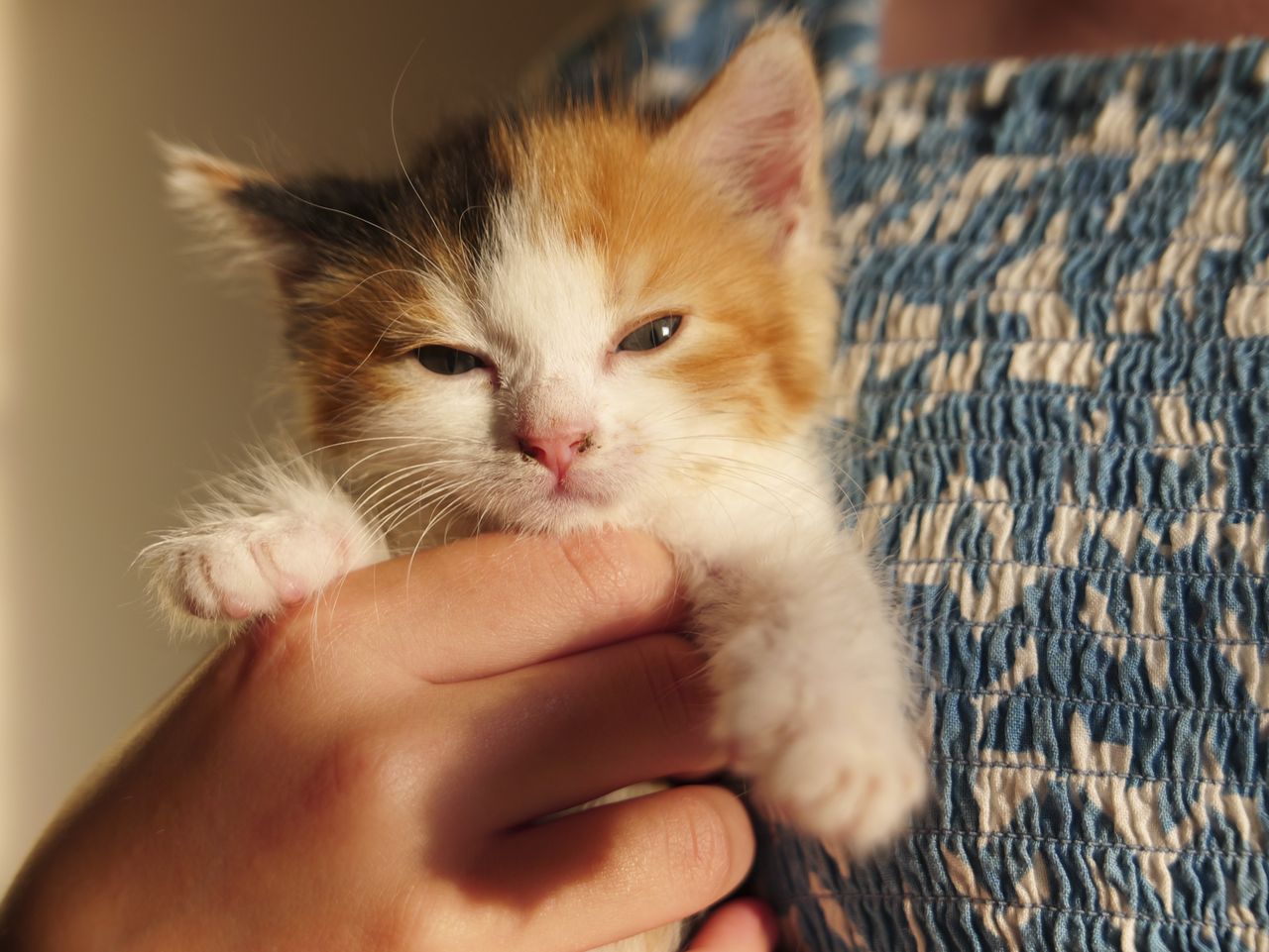 Sample image taken with the Panasonic Lumix L10; tiny cute kitten being held by a girl