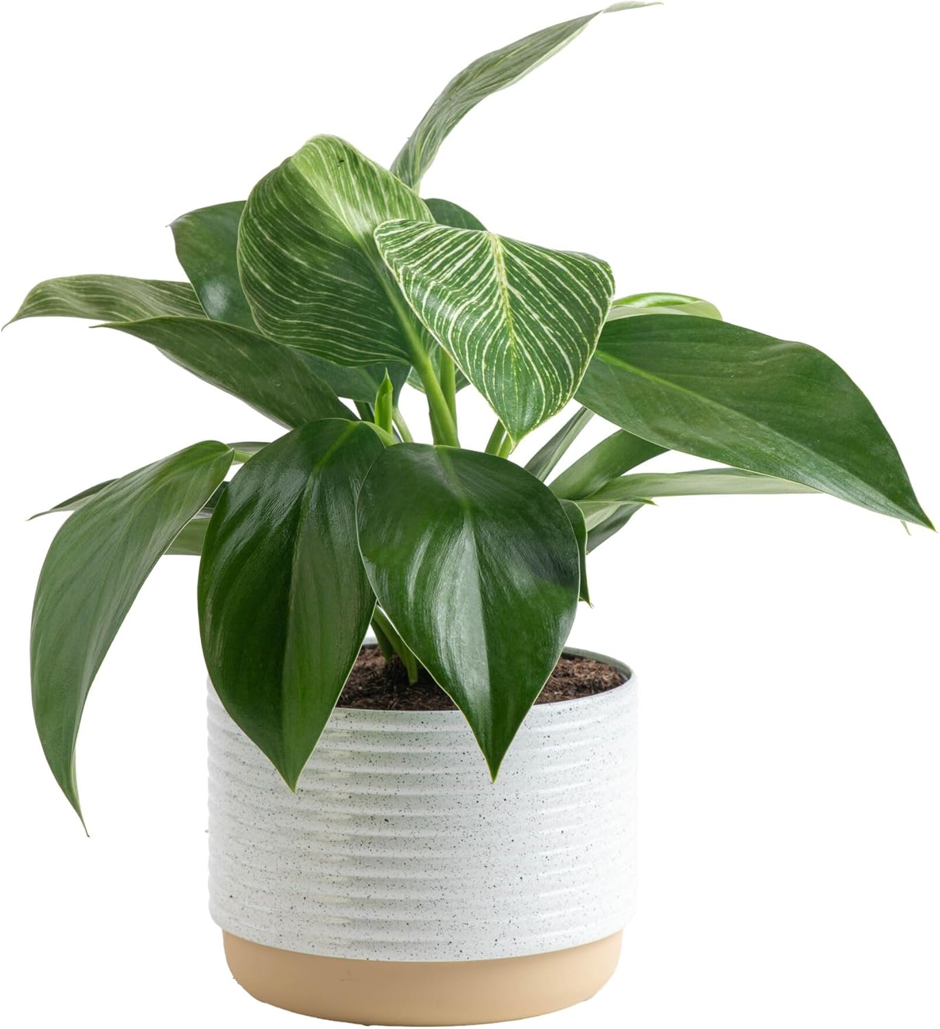 Costa Farms Live Indoor Philodendron Birkin Plant, Live Houseplant in Decor Plant Pot, Trending Tropicals Collection, Great Mother's Day Gift, Tropical D&amp;eacute;cor, 12-Inches Tall