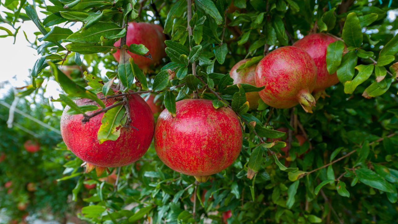 How to plant pomegranate seeds