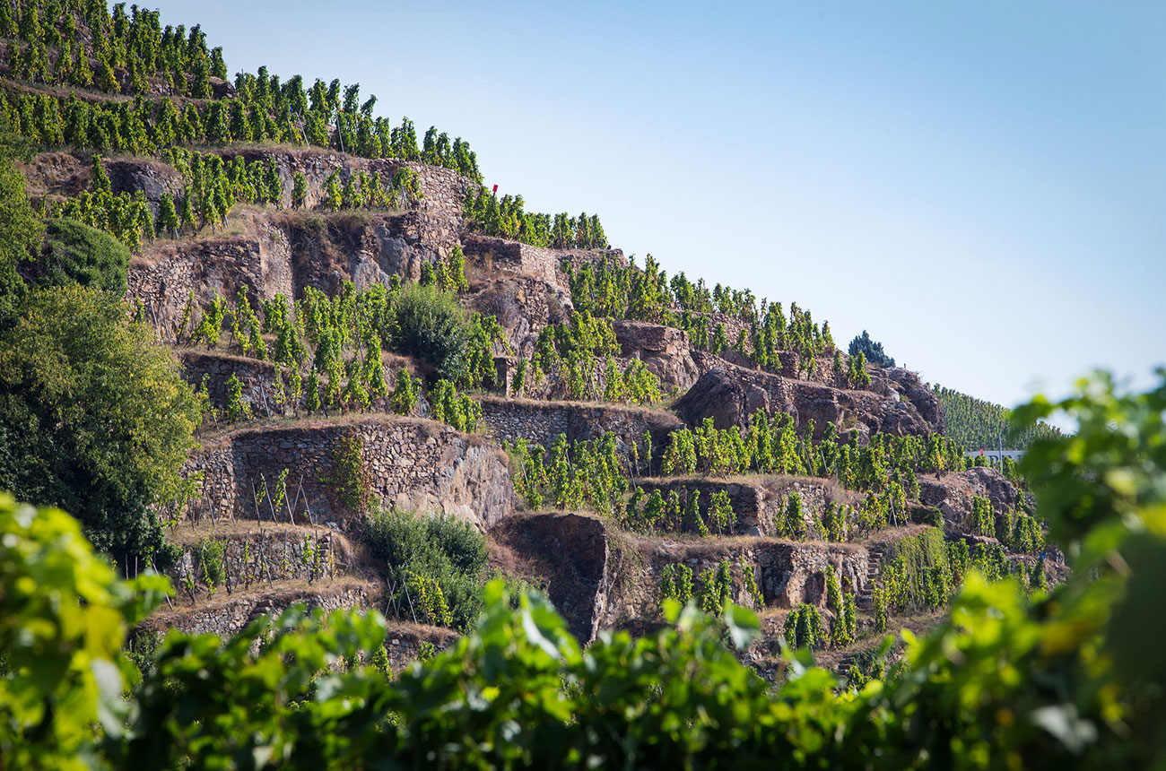 C&ocirc;te-R&ocirc;tie &amp; Condrieu 2024