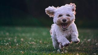 Puppy running in field