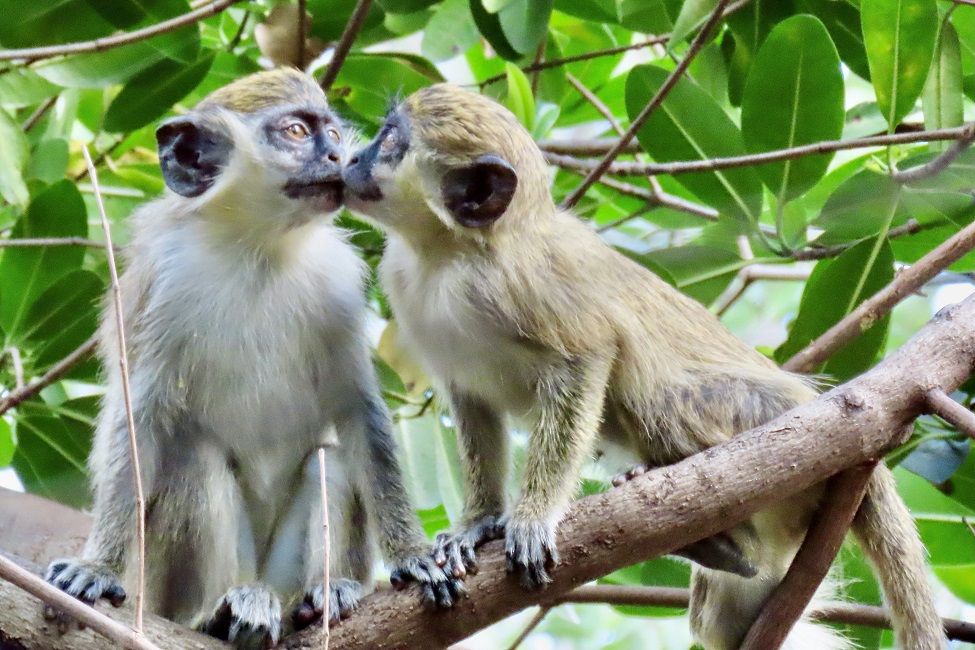 Two green monkeys perch near the Fort Lauderdale-Hollywood International Airport.