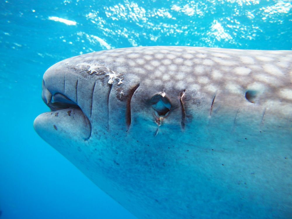 Fermin the whale shark injured.