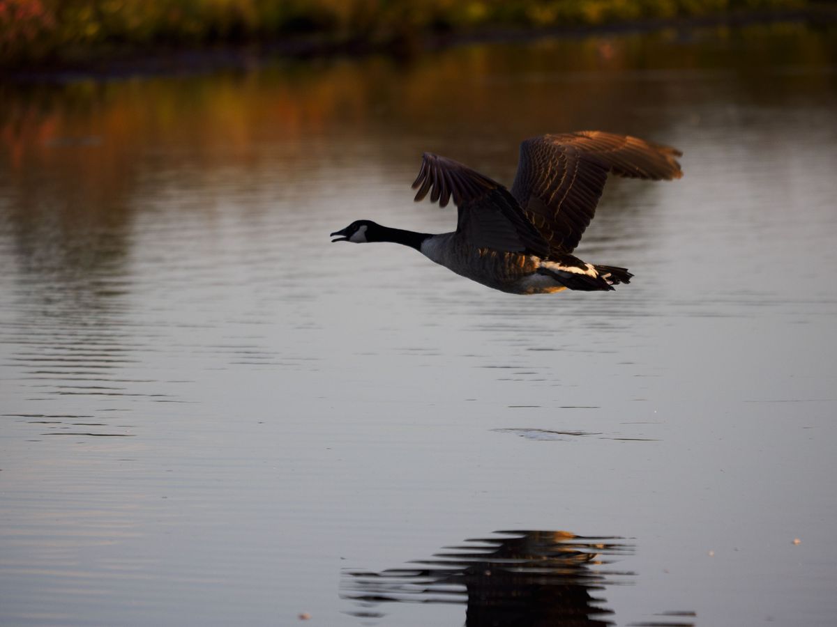 OM System 50-200mm F2.8 sample gallery: goose in flight over water at first light